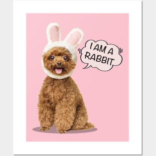 I Am A Rabbit | Poodles cute Posters and Art